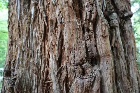 Textured Tree Trunk Stock Photos