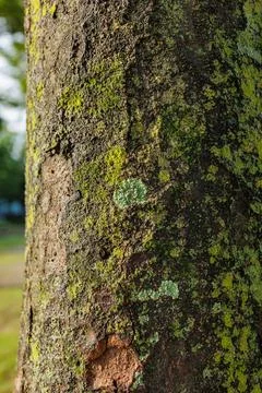 Textured Tree Trunk Stock Photos