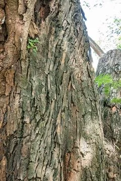 Textured Tree Trunk with Small Sprout in a Tropical Forest Mood Stock Photos
