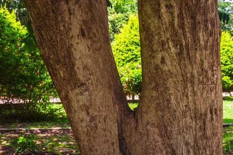 Textured Tree Trunk Splitting into V Branches 库存照片