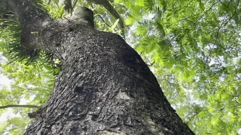 Textured Tree Trunk Tall Stock Footage 301878466