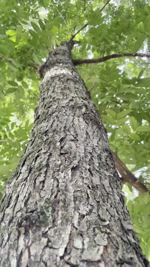 Textured Tree Trunk Towering High Stock Footage 301877489