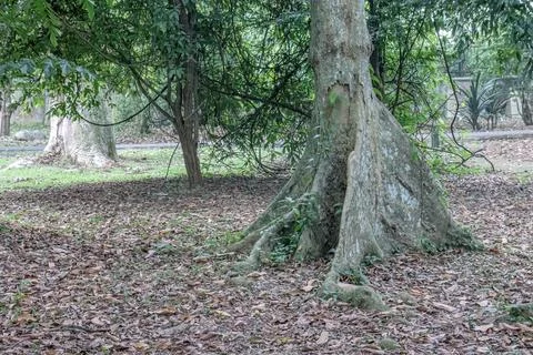 Textured Trunk and Root Base of a Tropical Tree Stock Photos
