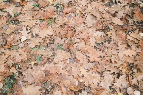 A textured view of countless fallen oak leaves in various shades Stock Photos