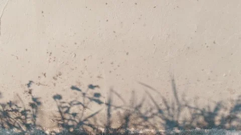 Textured wall background with shadows of grass and plants cast on it Stock Footage 318399989