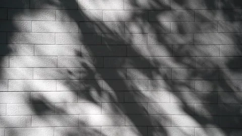 A textured wall background with soft shadows cast by foliage, creating a sere Stock Footage 335744699