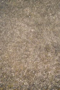 Textured wall made with mostly with snails and lots of sand and a little bit  Stock Photos