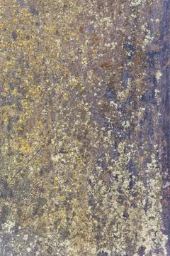 Textured wall made with mostly with snails and lots of sand and a little bit  Stock Photos