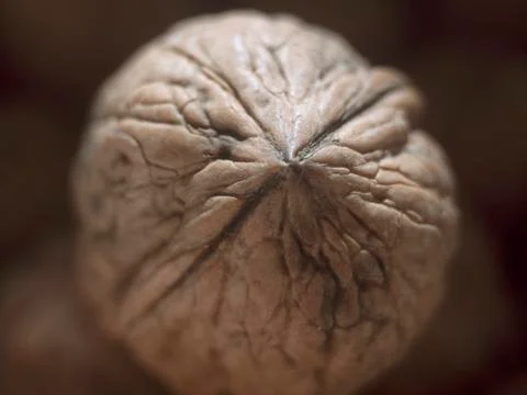 Textured walnut Stock Photos