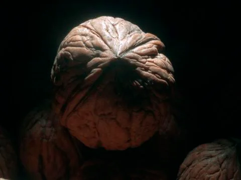 Textured walnut Stock Photos