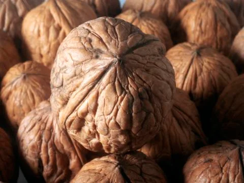 Textured walnut Stock Photos
