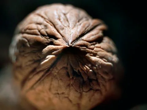 Textured walnut Stock Photos