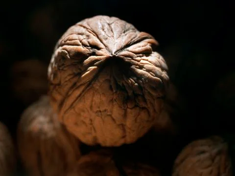 Textured walnut Stock Photos