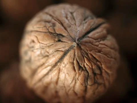 Textured walnut Stock Photos