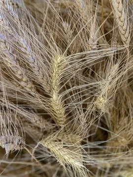 Textured Wheat Backdrop Stock Photos