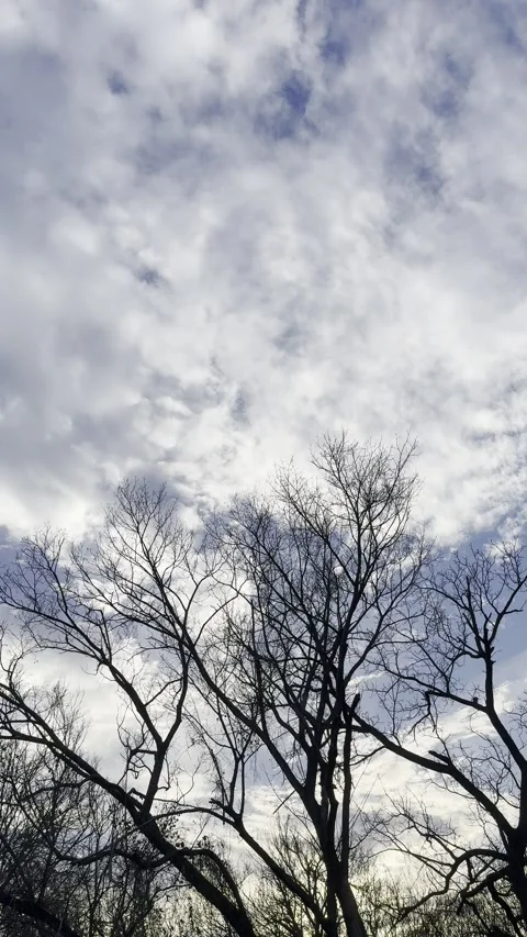 Textured White Clouds Above Bare Winter Trees Video stock 344717297