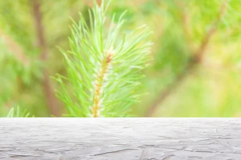 Textured white surfaceon on blur pine branches background Stock Photos