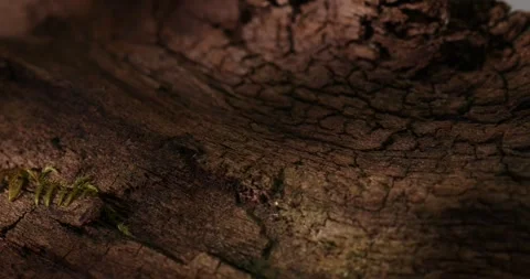 Textured Wood Surface with Natural Elements. Stock Footage 276090639