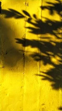 Textured Yellow Wall with Dramatic Leaf Shadows in Sunlight Stock Photos