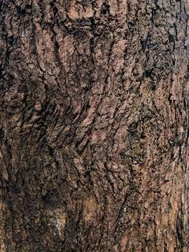 The,Texture,Of,Pine,Trees,On,The,Beach Stock Photos