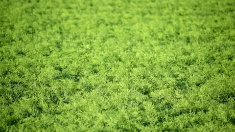 Textures background of close-up green bushes. Nature concept backgrounds Video stock 140715938