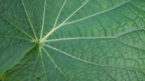 Textures Background Of Green Leaves Stock Photos