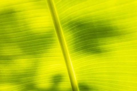Textures Of A Banana Leaf Stock Photos