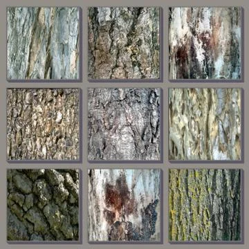Textures cork 스톡 일러스트