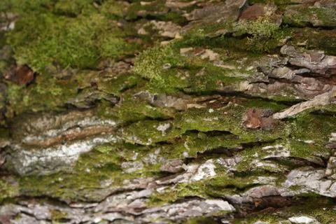 The textures of a different plant, walls, objets, Stock Photos