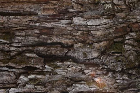 The textures of a different plant, walls, objets, Stock Photos
