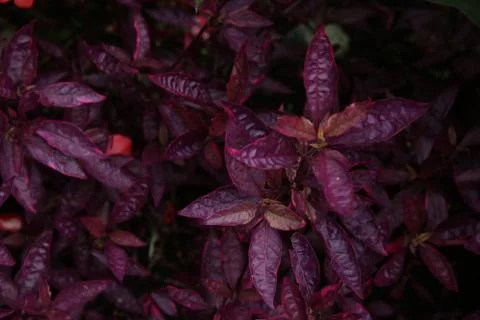 The textures of a different plant, walls, objets, Stock Photos