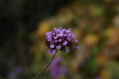 The textures of a different plant, walls, objets, Stock Photos