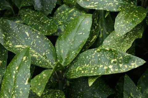 The textures of a different plant, walls, objets, Stock Photos