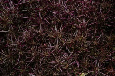 The textures of a different plant, walls, objets, Stock Photos