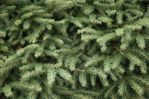 The textures of a different plant, walls, objets, Stock Photos