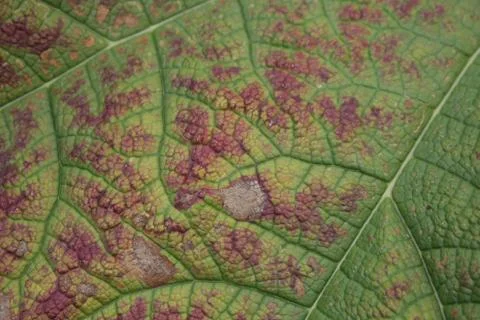 The textures of a different plant, walls, objets, Stock Photos
