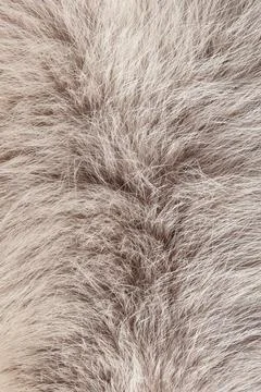 Textures fox fur Stock Photos