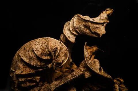 The textures of the leaf when it dries Foto stock