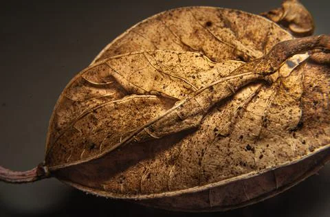 The textures of the leaf when it dries Foto stock