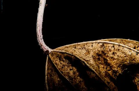 The textures of the leaf when it dries Foto stock