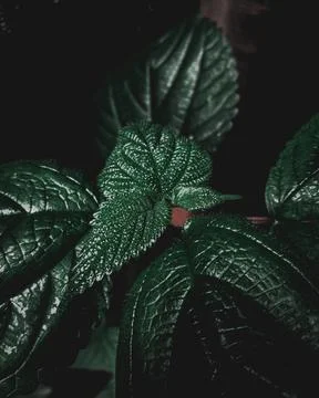 Textures Leaves Stock Photos