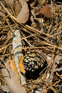 Textures of the nature Stock Photos