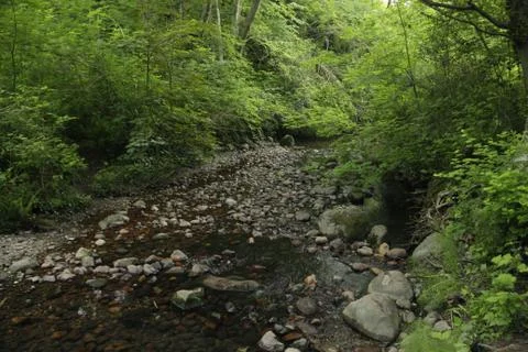 Textures of the nature Foto stock