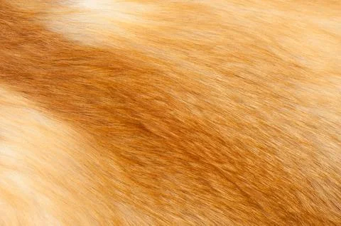 Textures red fox fur Stock Photos