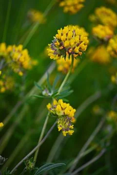 Textures of a Summer Field Stock Photos