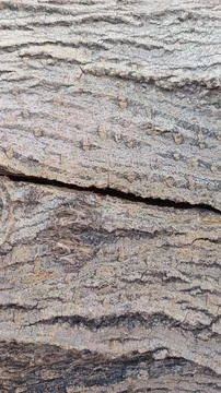 Textures of Time; The Story in Tree Bark Stock-Fotos
