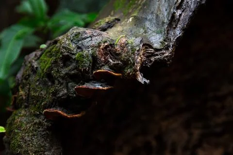 Textures of Tree Foto stock