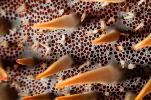 Textures of the underwater world Foto stock