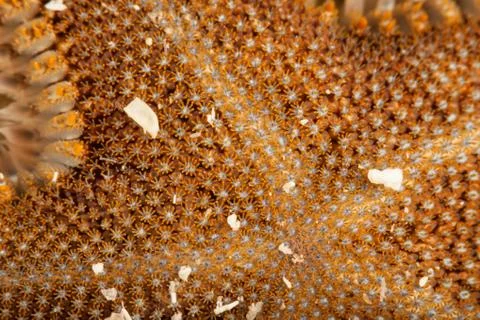 Textures of the underwater world Stock Photos