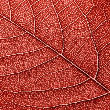 Texured natural veined leaf pattern background for layout in a color of the year 스톡 사진